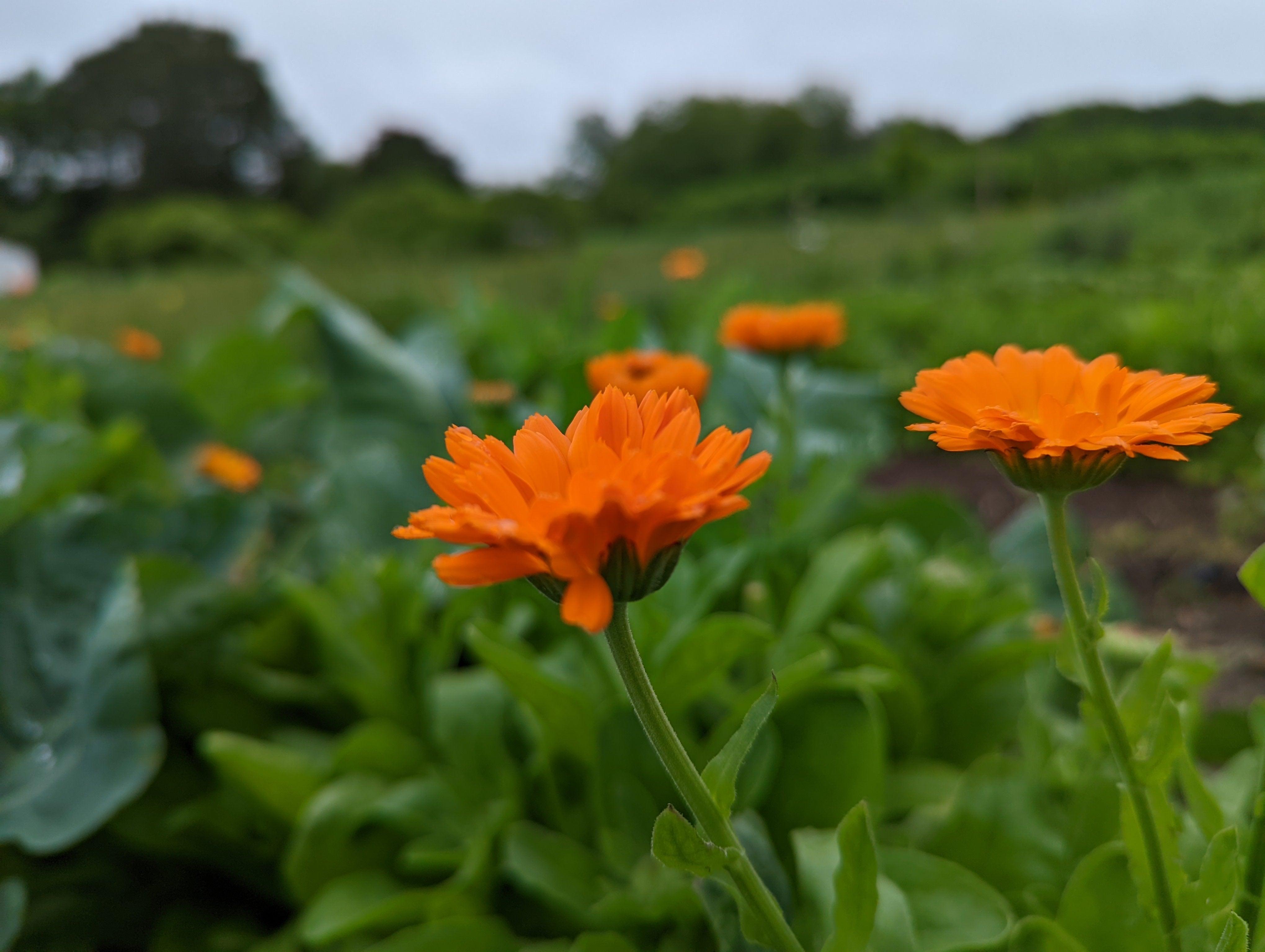 Common Sense & The Biodynamic Planting Calendar The Josephine Porter