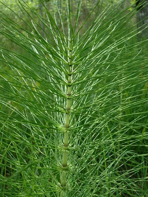 Equisetum and Fungus: Good and Bad