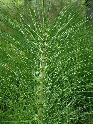 Equisetum and Fungus: Good and Bad