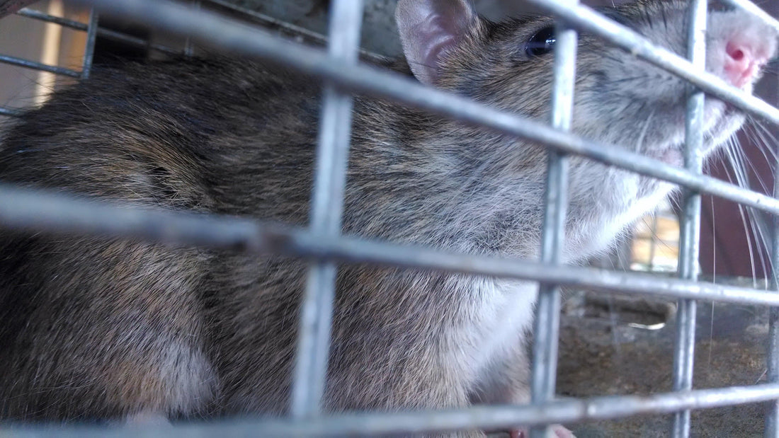 Mice: A Farmer's Best Friend - The Josephine Porter Institute