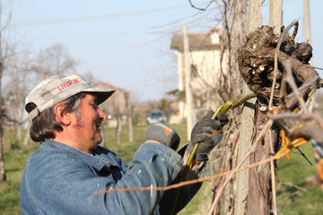 What is Biodynamic Wine? - The Josephine Porter Institute