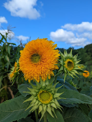 Wholeness & Holistic Farming - The Josephine Porter Institute