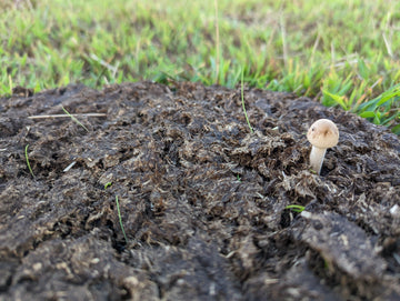 Build Soil Rapidly - The Josephine Porter Institute