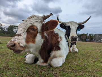 Love & Farming - The Josephine Porter Institute