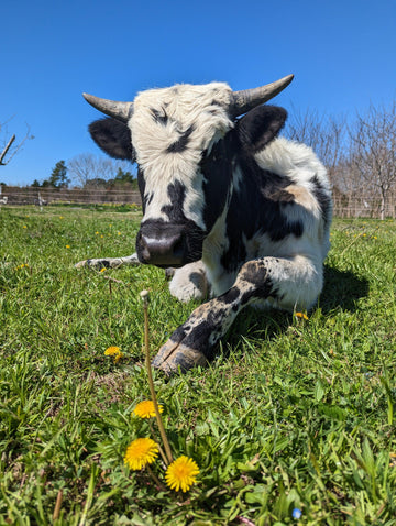 Cows Create Meadows - The Josephine Porter Institute