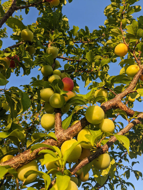 Orchards