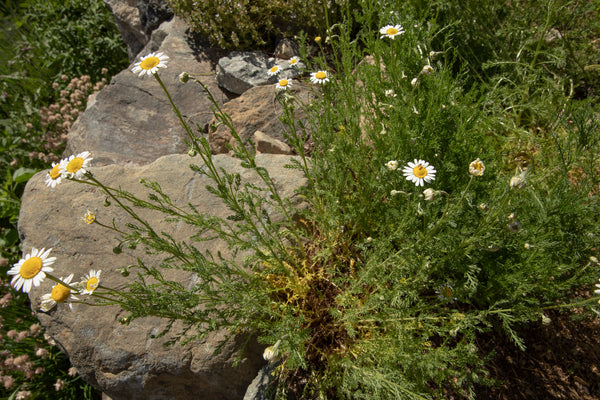 Biodynamic Chamomile Preparation - Matricaria chamomilla - (BD #503) BD Compost Preparation - The Josephine Porter Institute