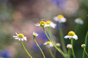 Biodynamic Chamomile Preparation - Matricaria chamomilla - (BD #503) BD Compost Preparation - The Josephine Porter Institute