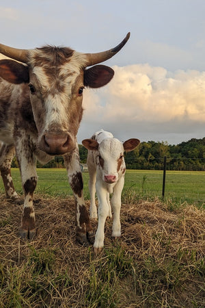 Cow Horns - The Josephine Porter Institute