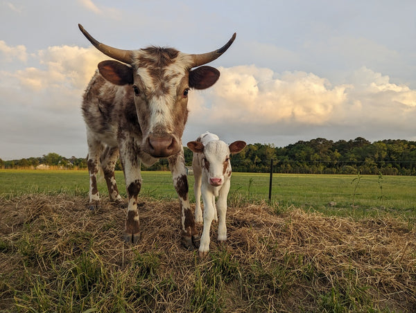 Cow Horns - The Josephine Porter Institute