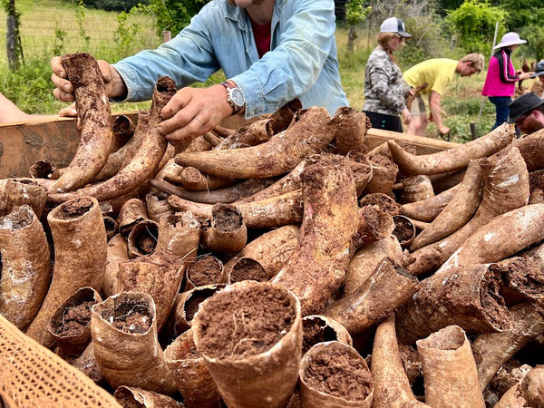 Cow Horns - The Josephine Porter Institute