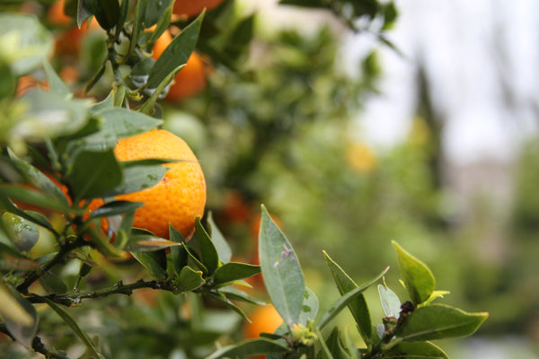 Biodynamic Tree Harmonizer - The Josephine Porter Institute