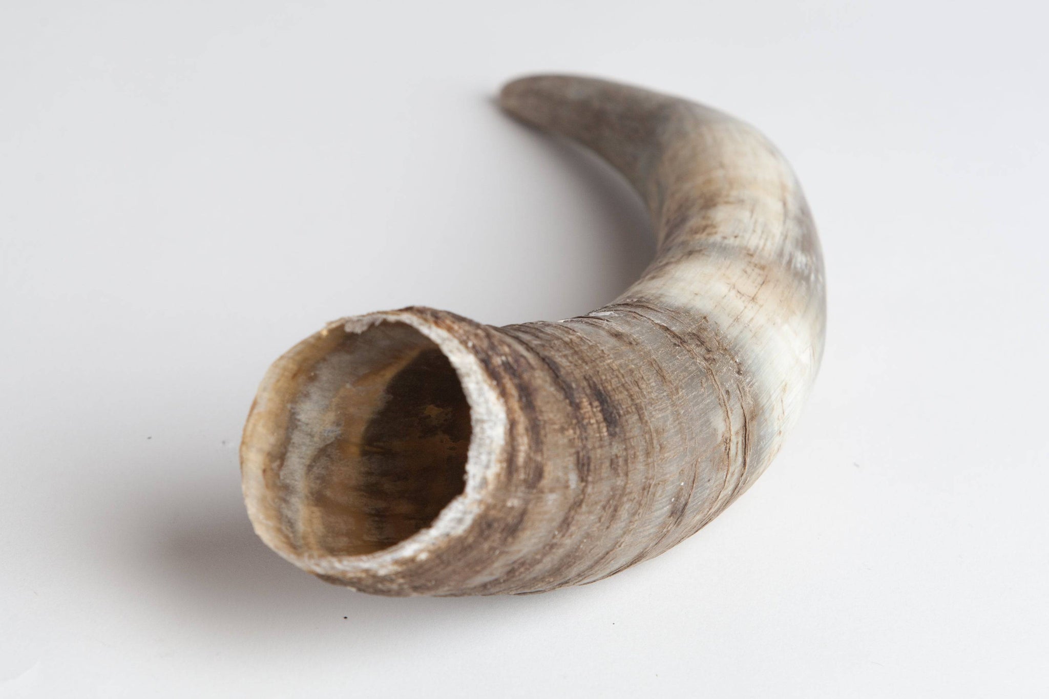 Cow Horns | The Josephine Porter Institute