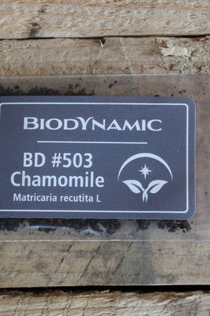 Biodynamic Chamomile Preparation - Matricaria chamomilla - (BD #503) BD Compost Preparation - The Josephine Porter Institute