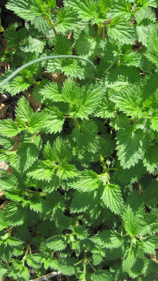 Biodynamic Stinging Nettle Preparation - Urtica dioica - (BD #504) BD Compost Preparation - The Josephine Porter Institute