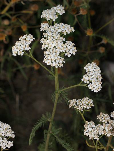 Biodynamic Yarrow Preparation - Achillea millefolium - (BD #502) BD Compost Preparation - The Josephine Porter Institute