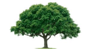 Biodynamic Tree Harmonizer - The Josephine Porter Institute