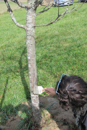 Biodynamic Tree Paste - The Josephine Porter Institute