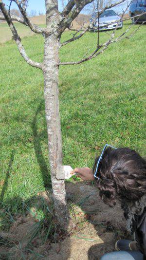 Biodynamic Tree Paste - The Josephine Porter Institute
