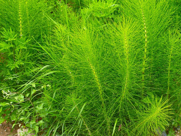 Biodynamic Horsetail Preparation - Equisetum arvense (BD #508) BD Antifungal Spray Preparation - The Josephine Porter Institute