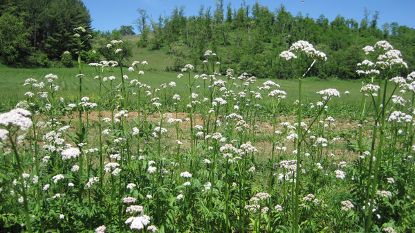 BD #507 Valerian (Valeriana officinalis) BD Compost Preparation / Frost Protection - The Josephine Porter Institute